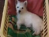 West Highland White Terrier Hund