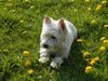 West Highland White Terrier Hund