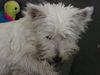 West Highland White Terrier Hund