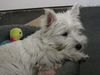 West Highland White Terrier Hund