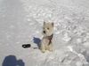 West Highland White Terrier Hund