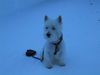 West Highland White Terrier Hund