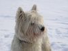 West Highland White Terrier Hund