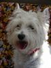 West Highland White Terrier Hund