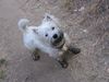 West Highland White Terrier Hund