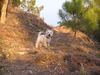 West Highland White Terrier Hund