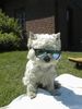 West Highland White Terrier Hund