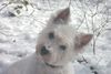 West Highland White Terrier Hund