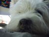 West Highland White Terrier Hund