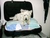 West Highland White Terrier Hund