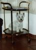 West Highland White Terrier Hund