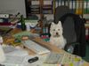 West Highland White Terrier Hund