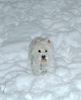 West Highland White Terrier Hund