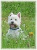 West Highland White Terrier Hund