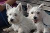 West Highland White Terrier Hund