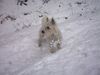 West Highland White Terrier Hund