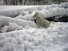 West Highland White Terrier Hund