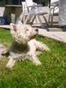 West Highland White Terrier Hund