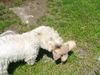 West Highland White Terrier Hund