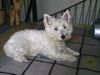 West Highland White Terrier Hund