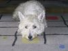 West Highland White Terrier Hund