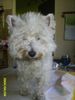 West Highland White Terrier Hund