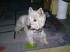 West Highland White Terrier Hund