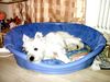 West Highland White Terrier Hund