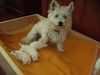 West Highland White Terrier Hund