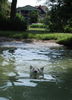 West Highland White Terrier Hund