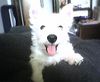 West Highland White Terrier Hund