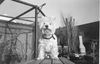 West Highland White Terrier Hund