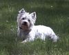 West Highland White Terrier Hund