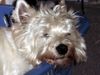 West Highland White Terrier Hund