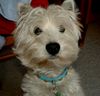 West Highland White Terrier Hund