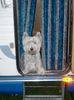 West Highland White Terrier Hund