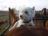 West Highland White Terrier Hund