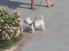 West Highland White Terrier Hund