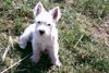 West Highland White Terrier Hund