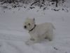 West Highland White Terrier Hund