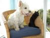 West Highland White Terrier Hund