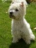 West Highland White Terrier Hund