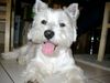 West Highland White Terrier Hund