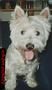 West Highland White Terrier Hund