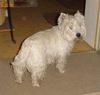 West Highland White Terrier Hund