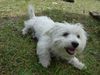 West Highland White Terrier Hund