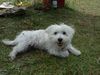 West Highland White Terrier Hund