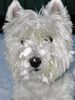 West Highland White Terrier Hund