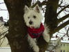 West Highland White Terrier Hund