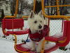 West Highland White Terrier Hund